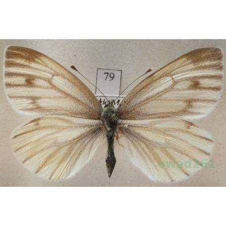 Pieris bryoniae (Hübner, 1806) female Bielinek bryonie Slovakia79